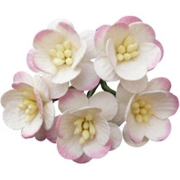 Kwiat wiśni - różowo-kremowy