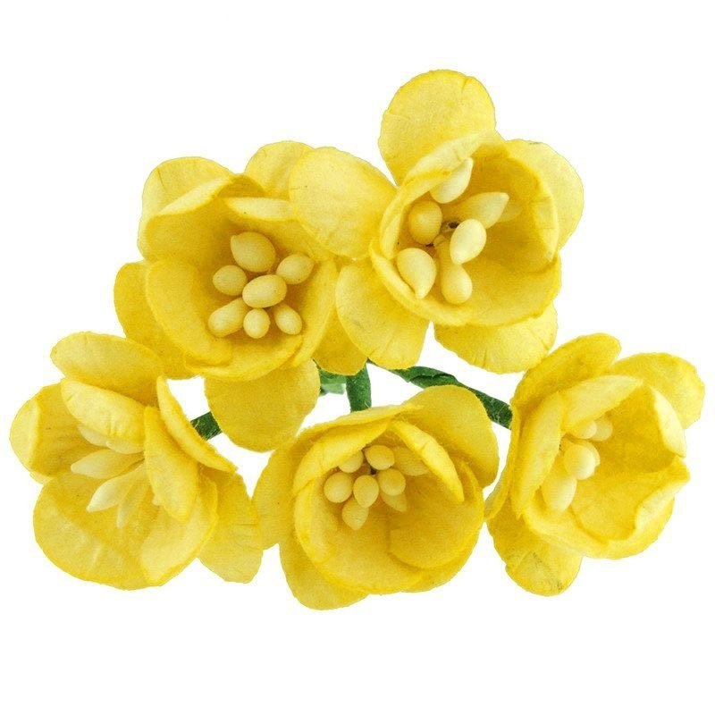 Kwiat wiśni- żółty